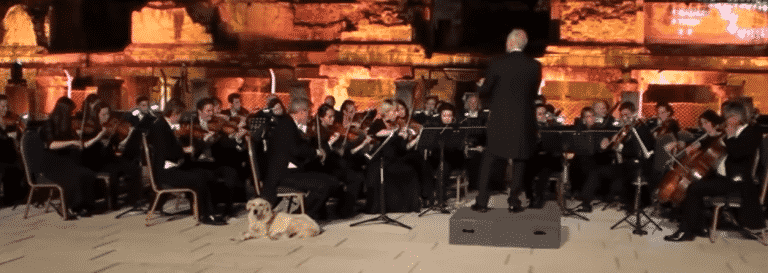 Briljant, hond loopt podium op bij klassiek concert
