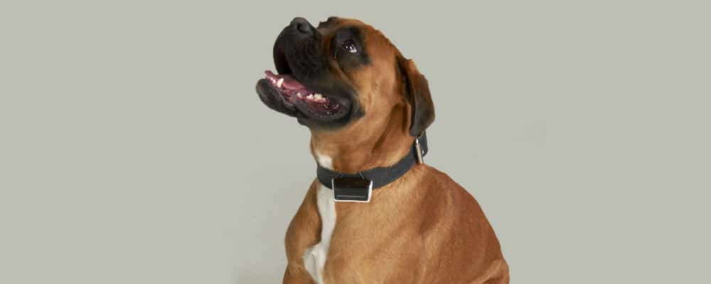 Smart Dog Collar