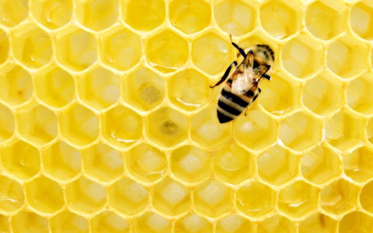 De bijen kunnen letterlijk het dak op